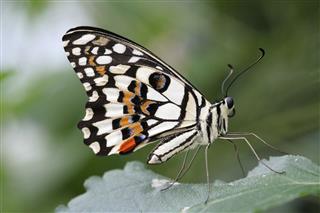 Checkered Swallowtail Butterfly