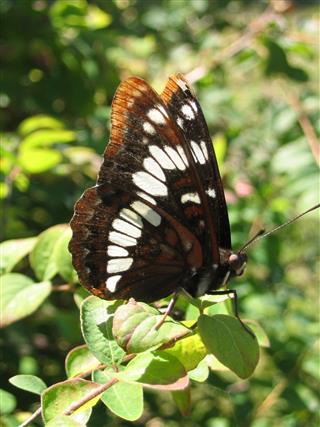 Lorquins Admiral Butterfly