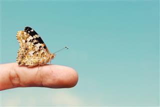 Butterfly Standing On Human Finger