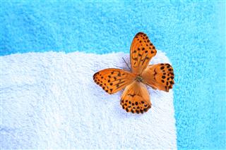 Orange Butterfly On Bath Towel
