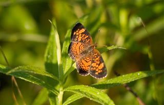 Orange Butterfly In The Grass