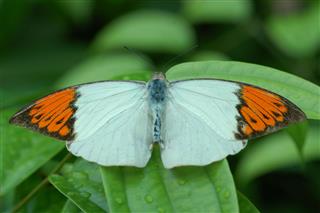 Orange And White Butterfly