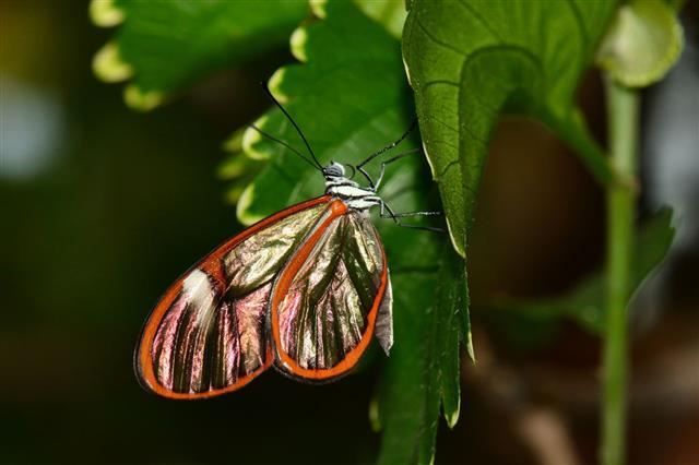 Common Glasswing Butterfly