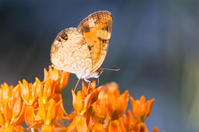 Pearl Crescent Butterfly On Butterfly Weed