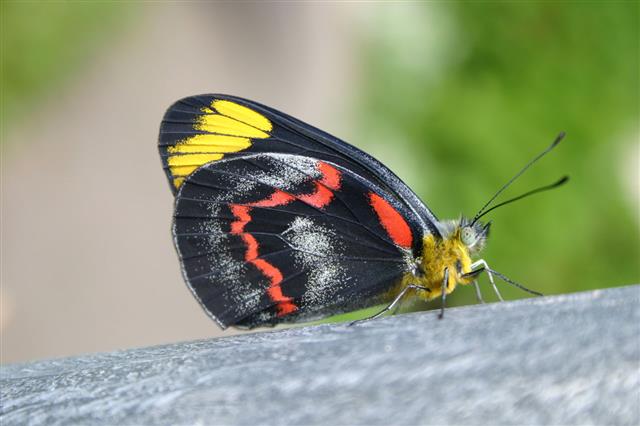 Red Yellow And Black Butterfly