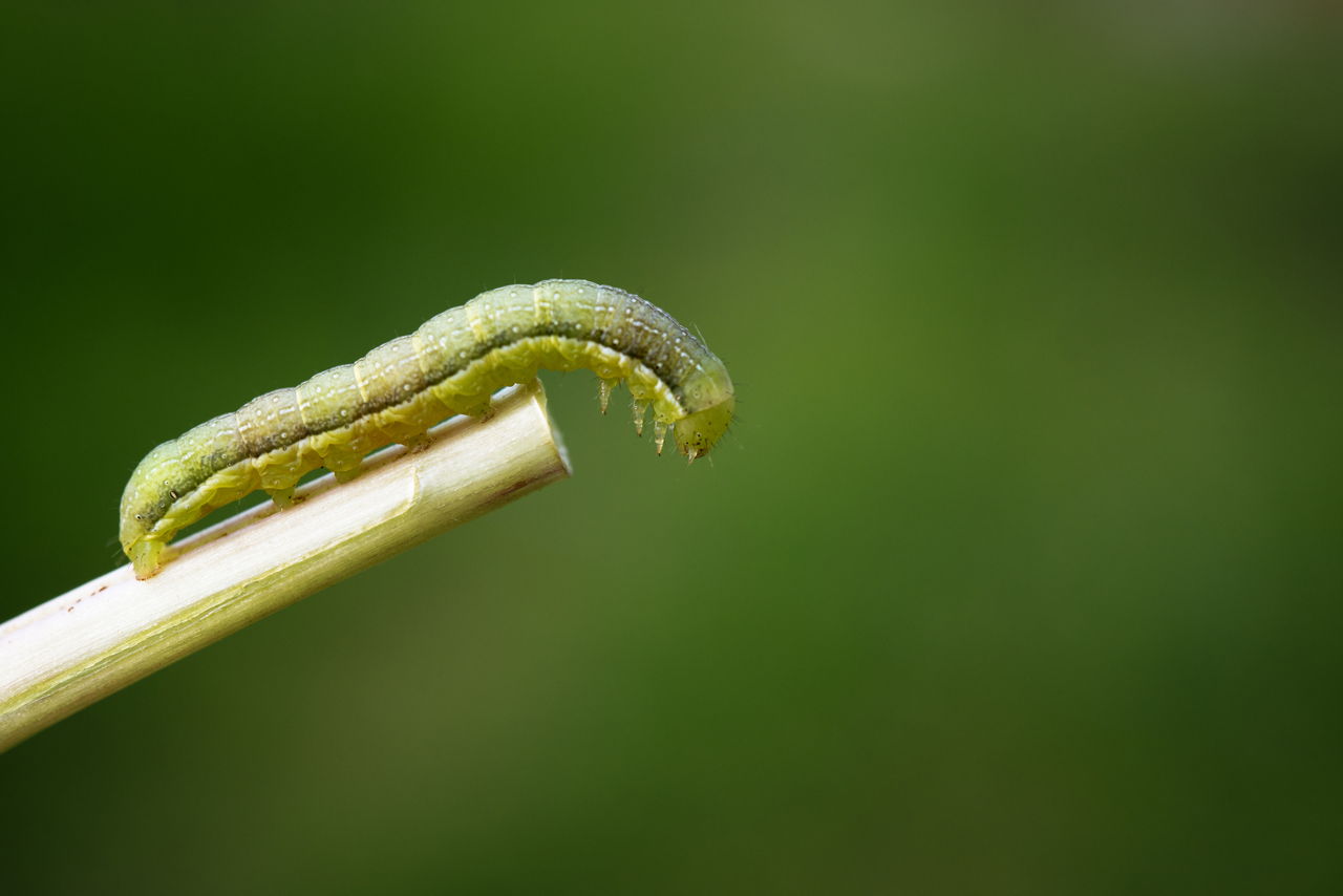 Facts And Pictures To Help You With Green Caterpillar Identification Animal Sake