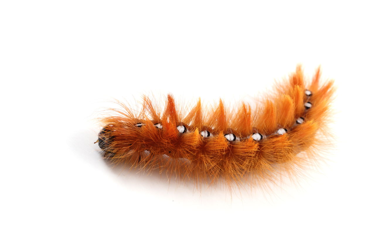 A Truly Helpful Caterpillar Identification Chart Animal Sake