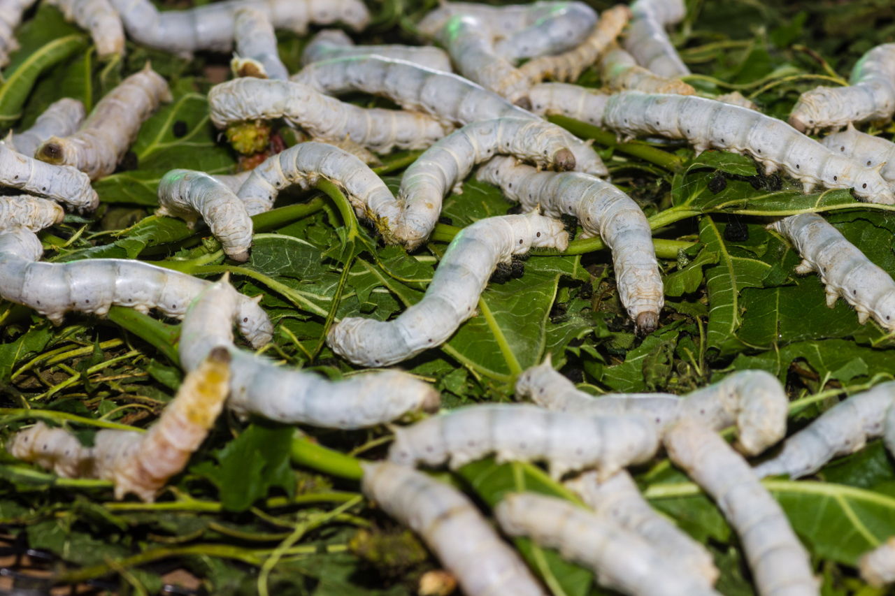Image result for larva of silkworm