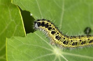 Cabbage White Caterpillar Eating Green Leaves
