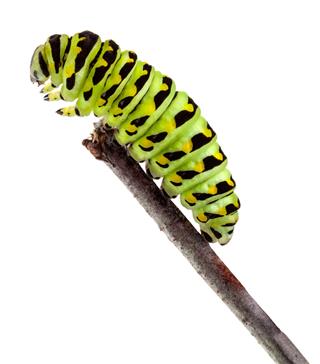 Swallowtail Caterpillar Crawling
