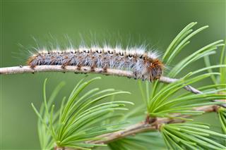 Pine Processionary Caterpillar