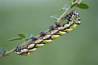 Brahmaea Caterpillar