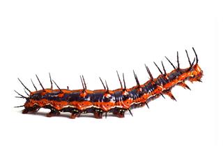 Brown Caterpillar