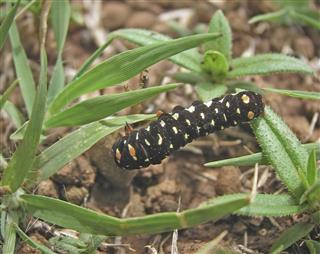 Black Spotted Caterpillar On Grass