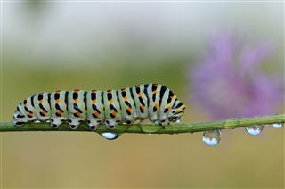Caterpillar Of Swallowtail
