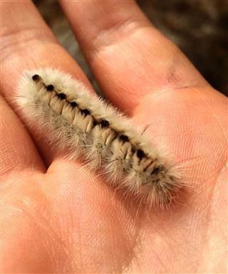 Caterpillar In Hand