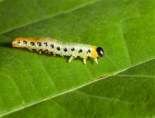 Macro Of Caterpillar Ob Leaf