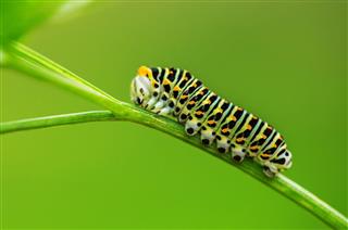 Beautiful Caterpillar Creeps On Grass