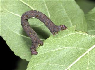 Caterpillar Spanworm Aka Geometridae