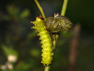 Prickly Caterpillar On Plant