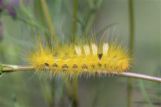 Big Caterpillar Sit On Stick