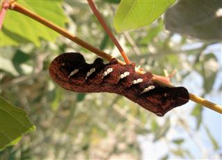 Brown Caterpillar Eumorpha Achemon