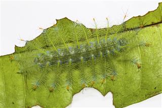 Caterpillar Of The Common Archduke Butterfly