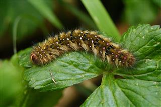 Painted Lady Butterfly Caterpillar