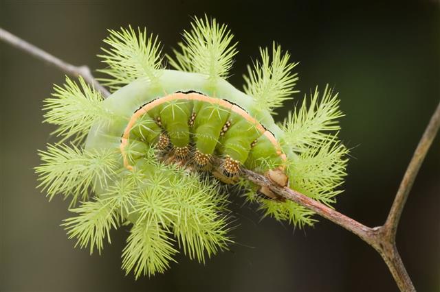 Io Moth Green Caterpillar