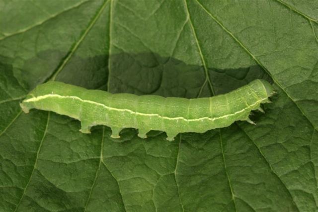 Long Green Caterpillar On Green Leaf