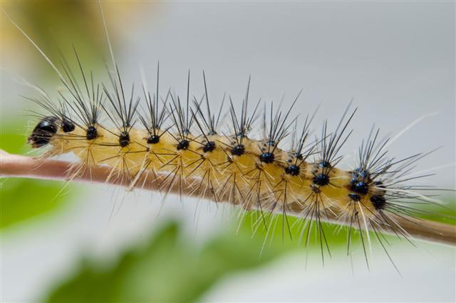 Beautiful Caterpillar