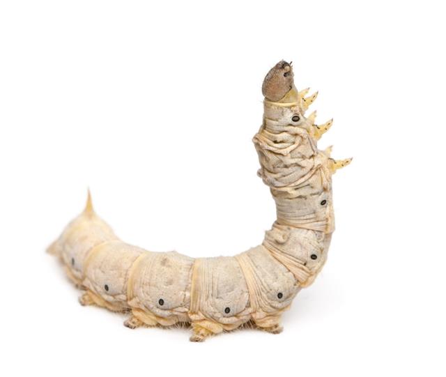 Silkworm Larvae Bombyx Mori