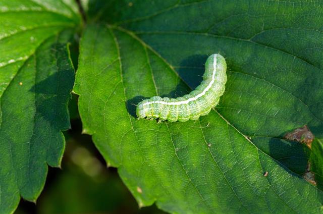 Big Green Caterpillar On Leaf
