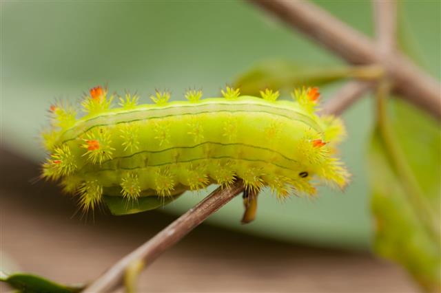 Green Io Moth Caterpillar