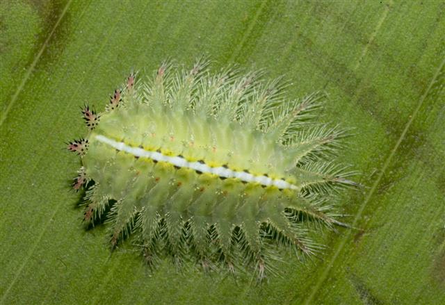 Beautiful slug Caterpillar