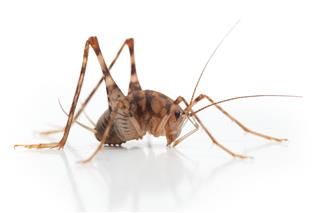 Camel Cricket Insect