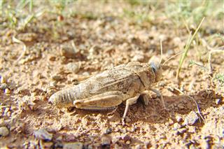 Cricket Bug