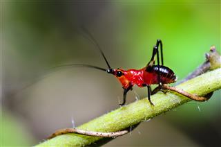 Tiny Red Cricket