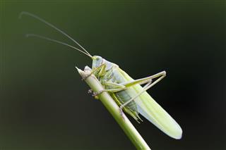 Great Green Bush Cricket Closeup