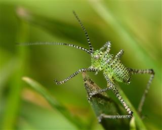 Speckled Bush Cricket Juvenile