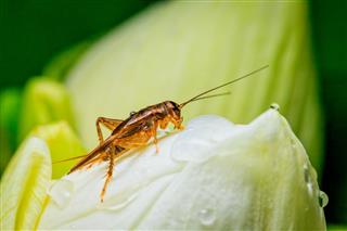Cricket Insect On White Lotus Flower