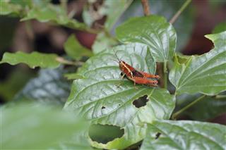 Red Cricket