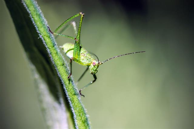 Common Green Cricket Insect