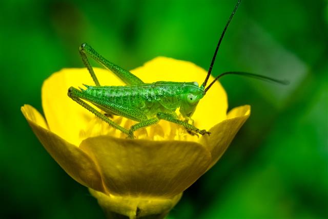Cricket On Yellow Flower