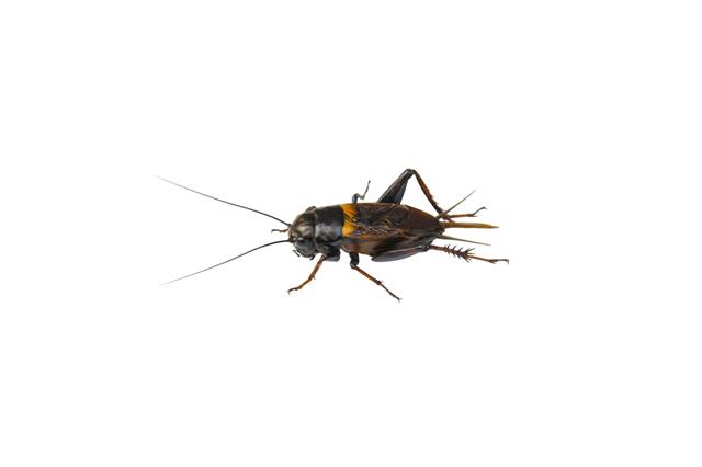 Cricket Black Male Insect