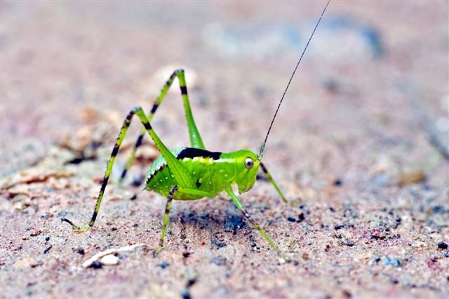 Cricket On Green Leaf