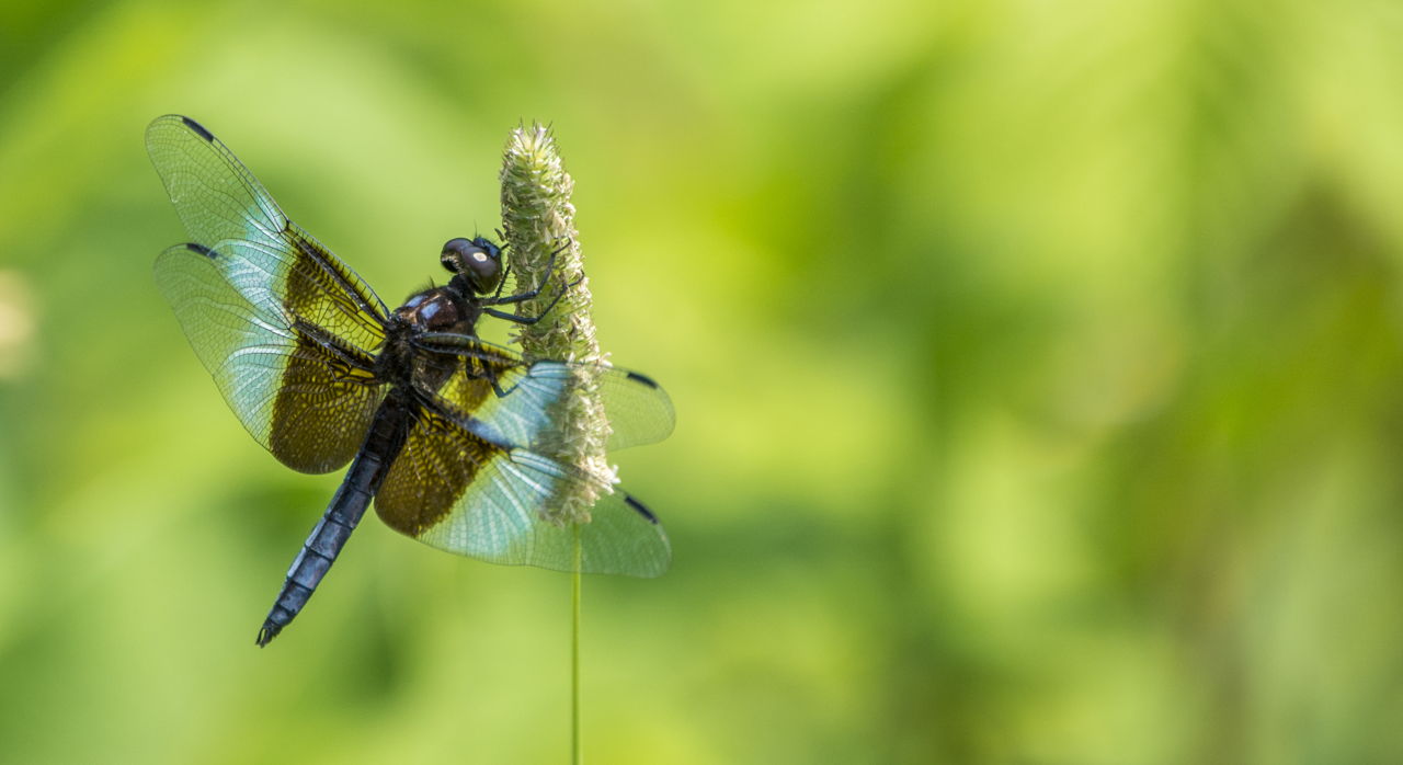 How to Identify Flying Insects