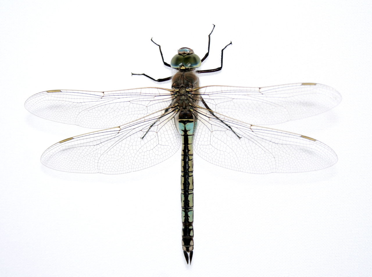 Facts about Dragonflies