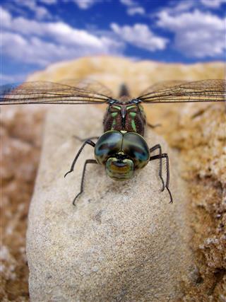 Darner Dragonfly Sitting On Rock