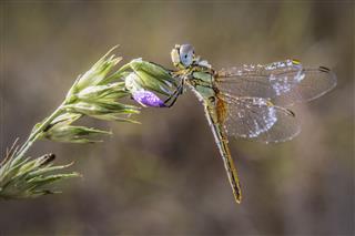 Dragonfly In An Flower